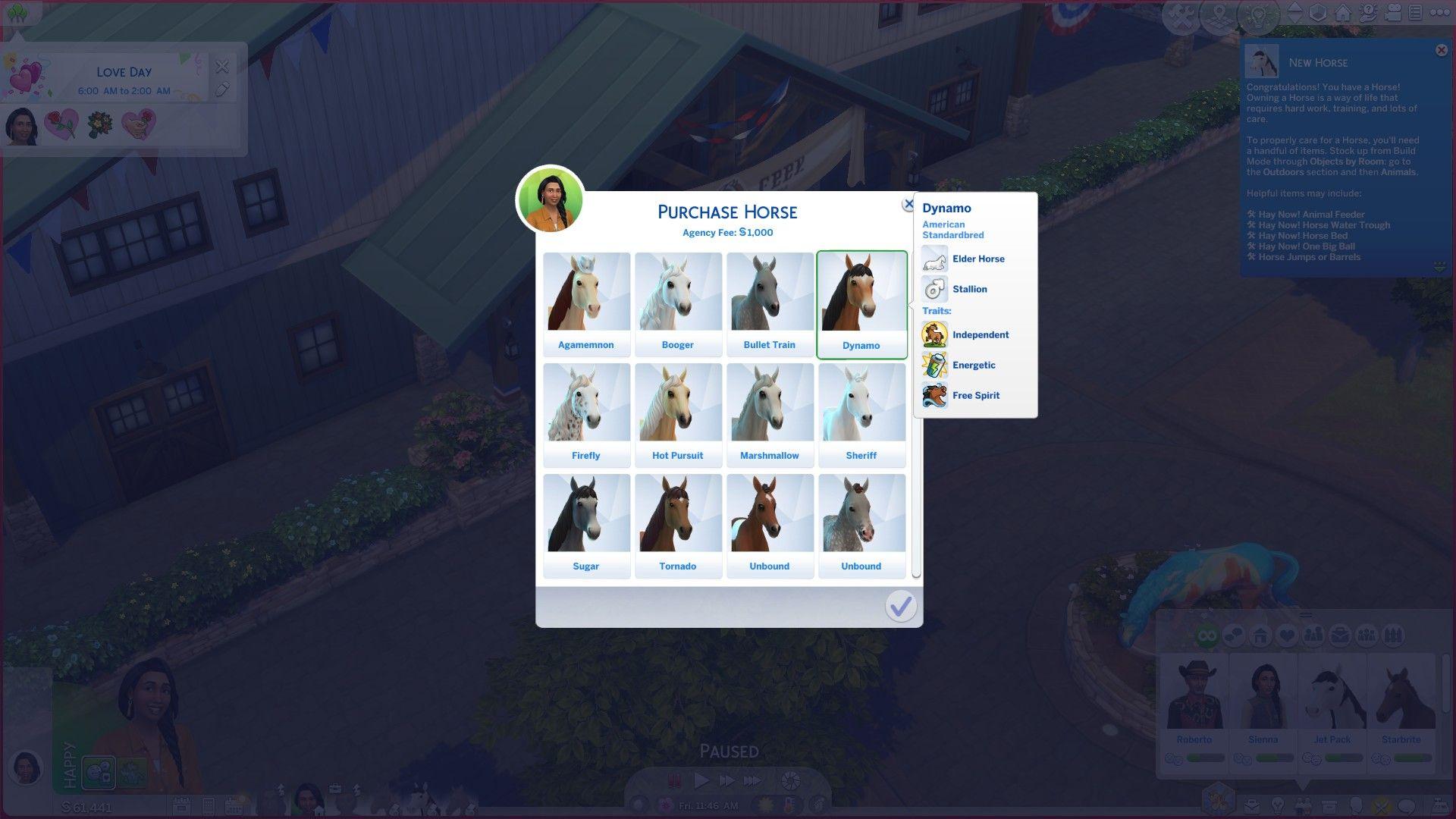 What's The Difference Between Buying And Rescuing A Horse In The ...