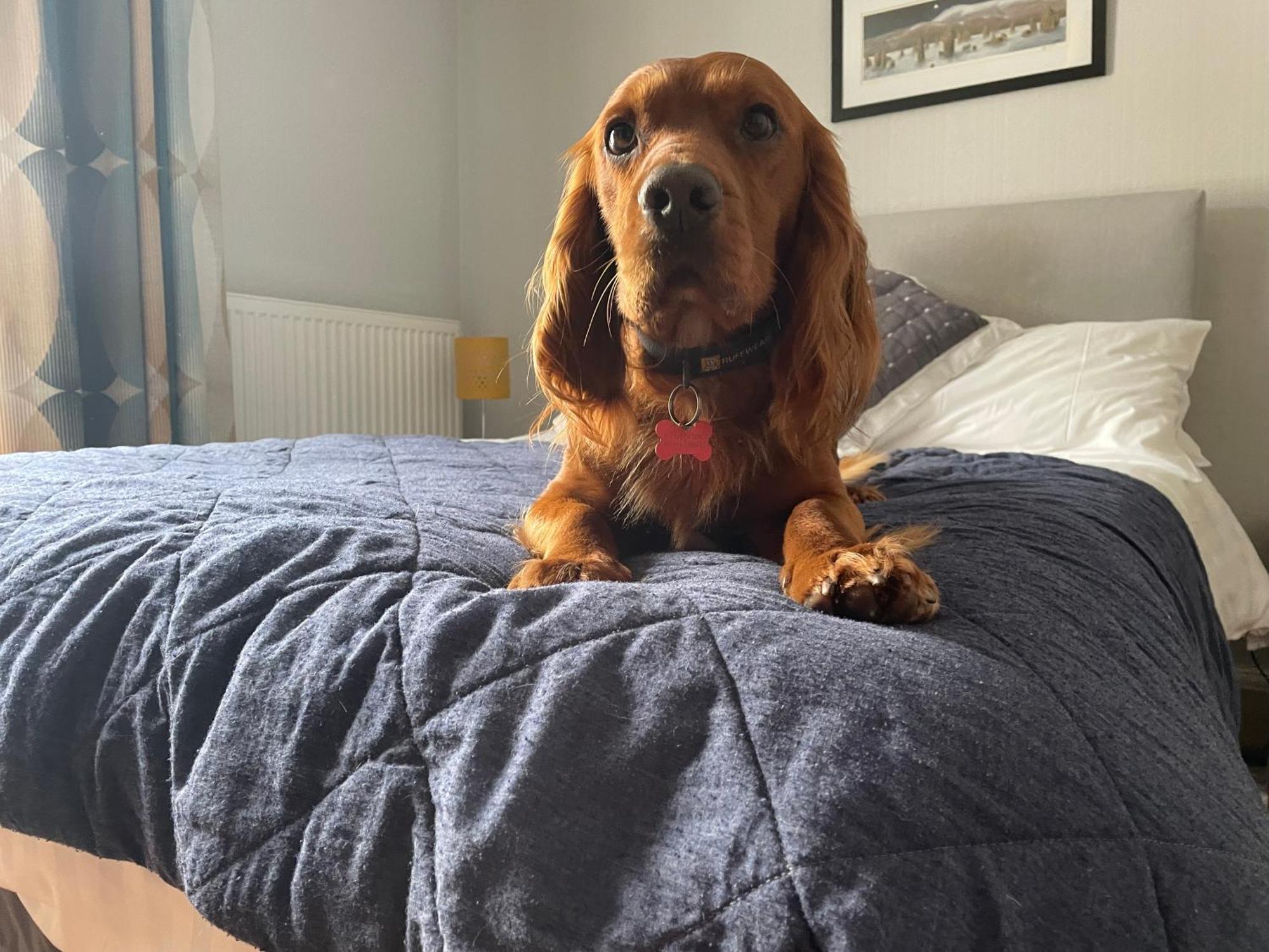 Double Room Dog Friendly