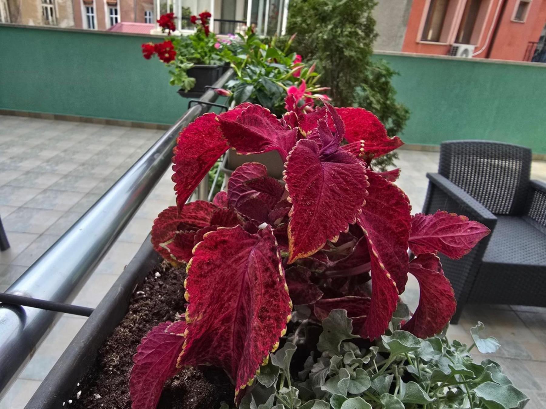 Deluxe Apartment Terrace