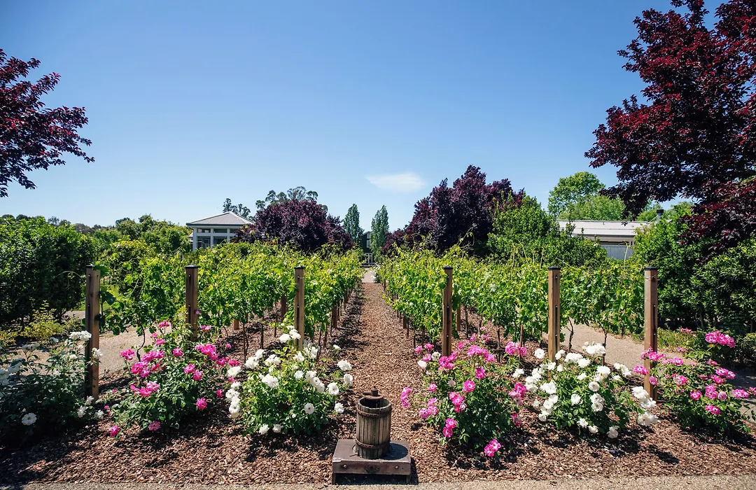 Carneros Resort And Spa-1
