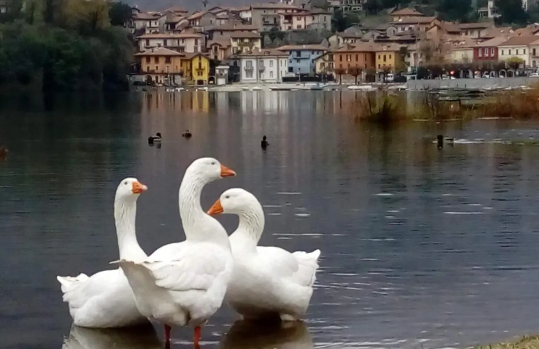 B&B Il Picchio-1
