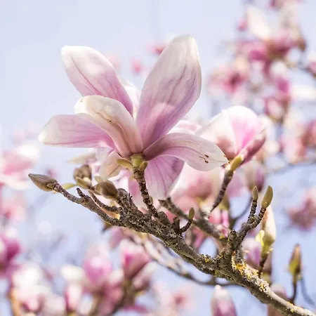 La Magnolia-2