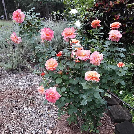Riviera Bed & Breakfast-3