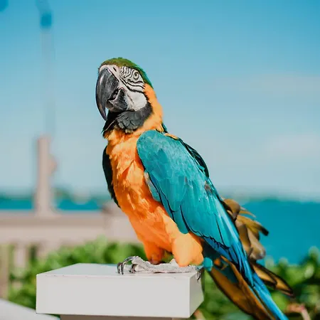 Hyatt Centric Key West Resort & Spa-3