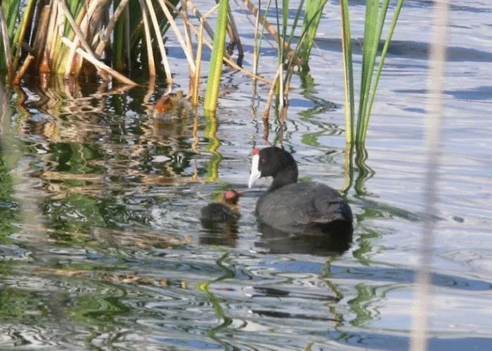 Hotel de golf: Mlc Benavente