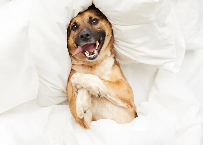 Hotel que admite mascotas: Apartamentos Estival Park 3000