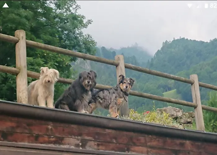 Hotel adatto agli animali: Agriturismo Alagna