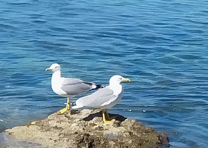 Hotel: Hotel Cecil Adults Only