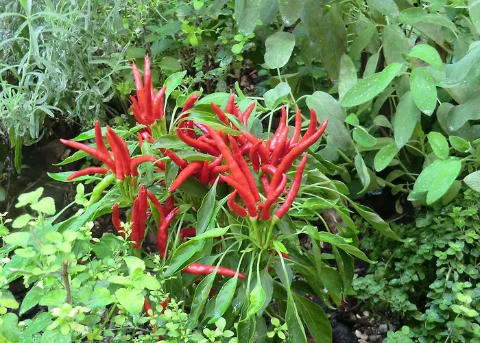 Il Giardino Di Alisa