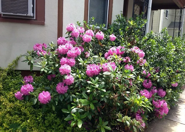 B&B only: Bowers House Bnb Harvard Mit Cambridge Boston