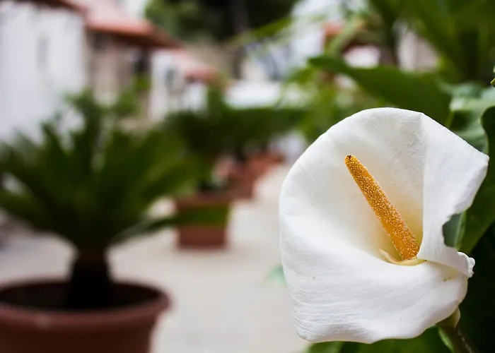 Casa vacanza: i giardini di edicart